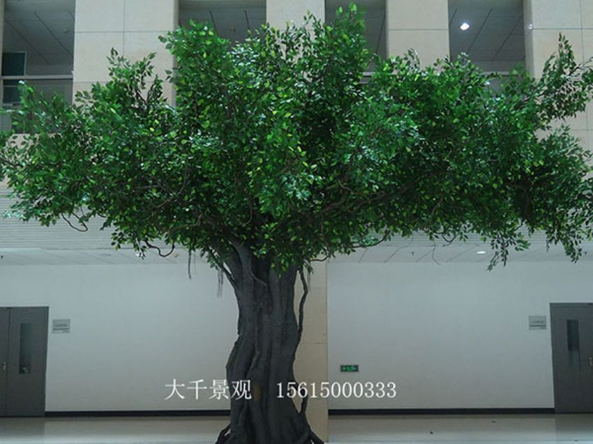 點擊查看詳細信息<br>標題：室內榕樹 閱讀次數：1490