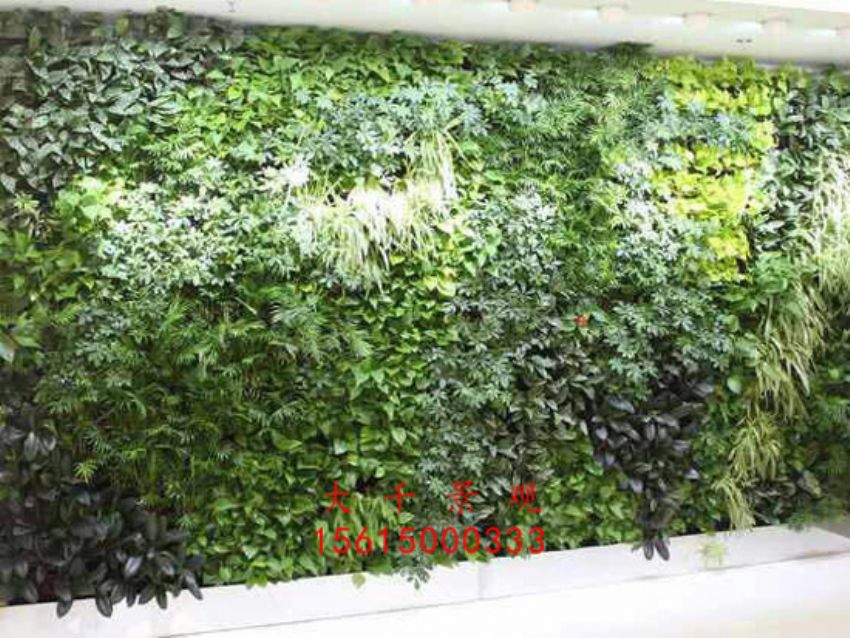 點擊查看詳細信息<br>標題：綠植墻 閱讀次數：2464